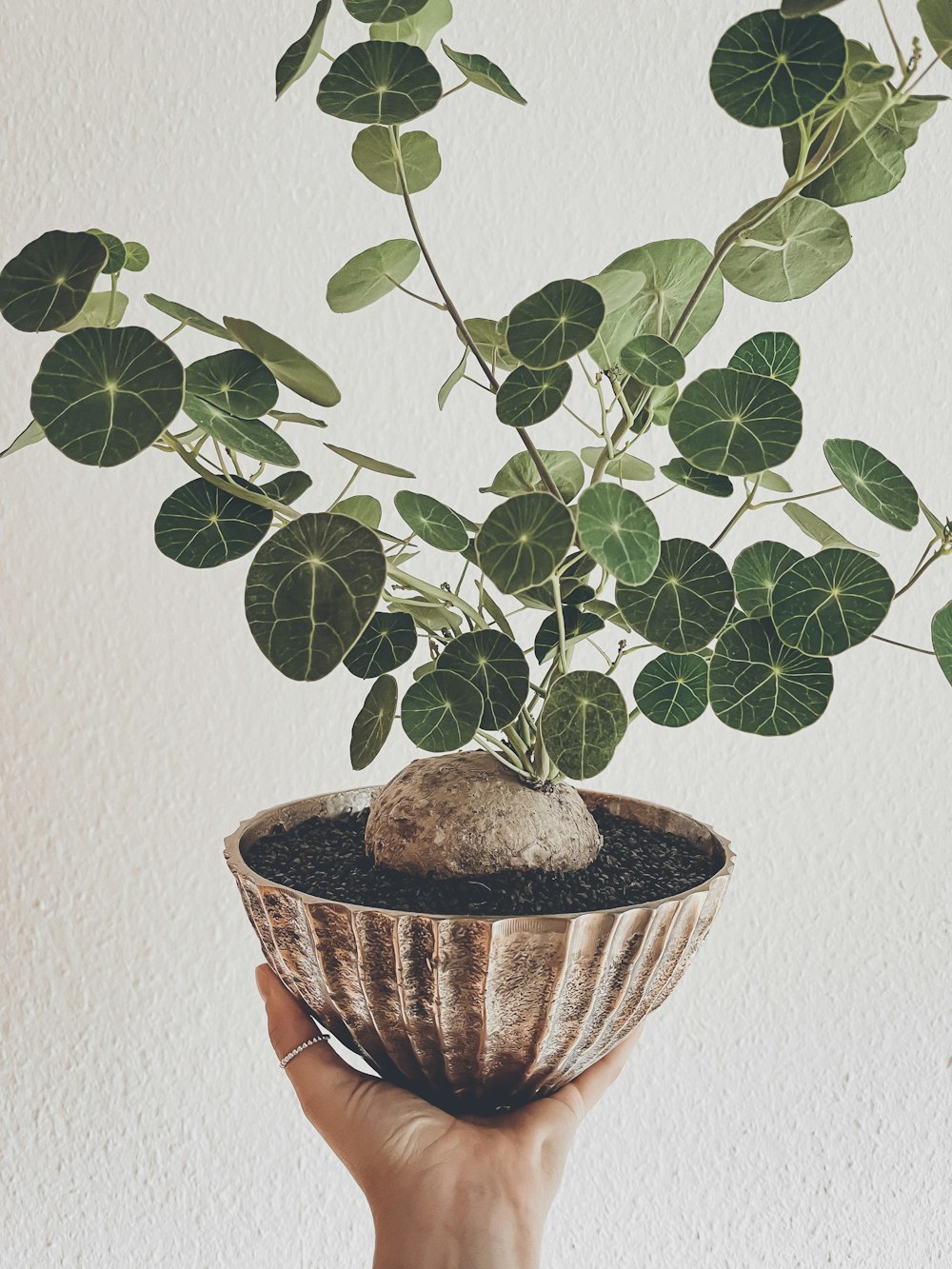 green plant on brown clay pot