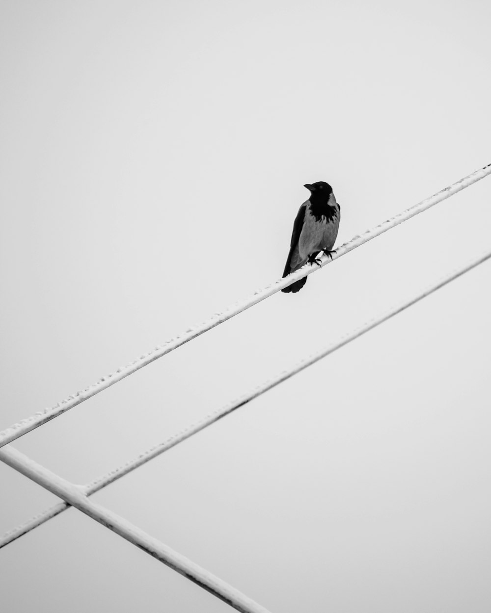 schwarzer Vogel auf weißer Metallstange