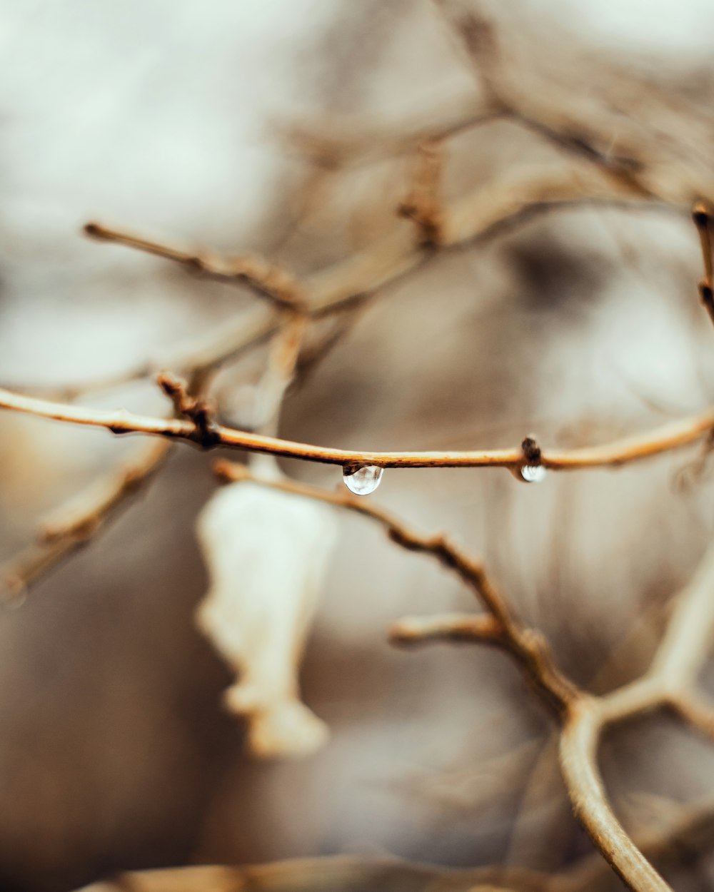 white flower in tilt shift lens