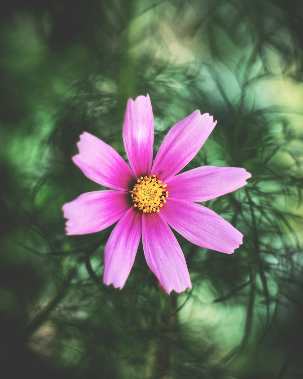 purple flower in tilt shift lens