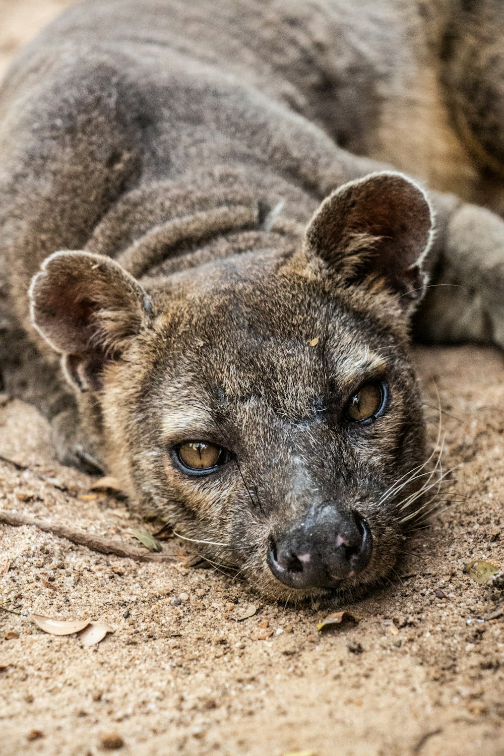 brown and black fox lying on brown sand during daytime