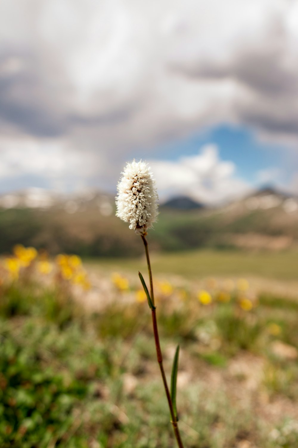 white dandelion in close up photography