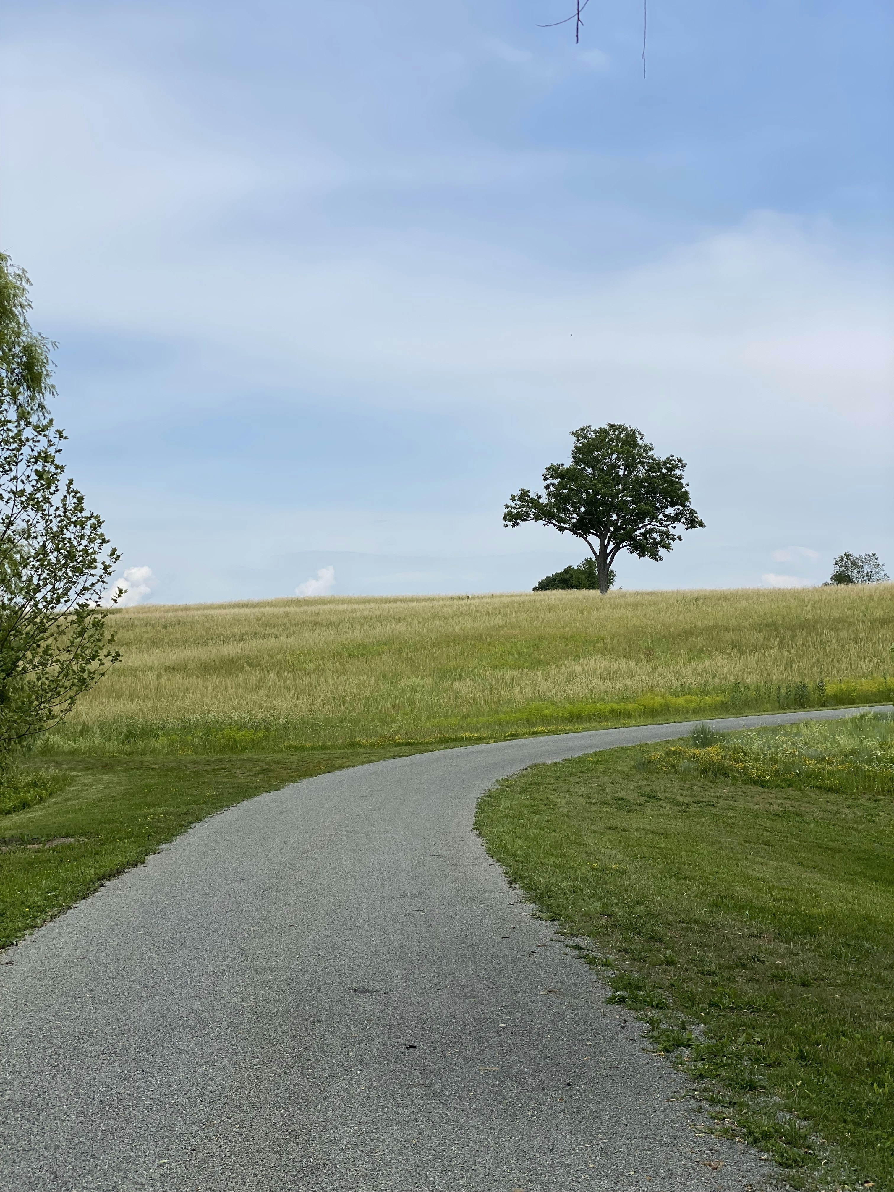 arbre vert sur le champ d’herbe verte sous les nuages blancs pendant la journée