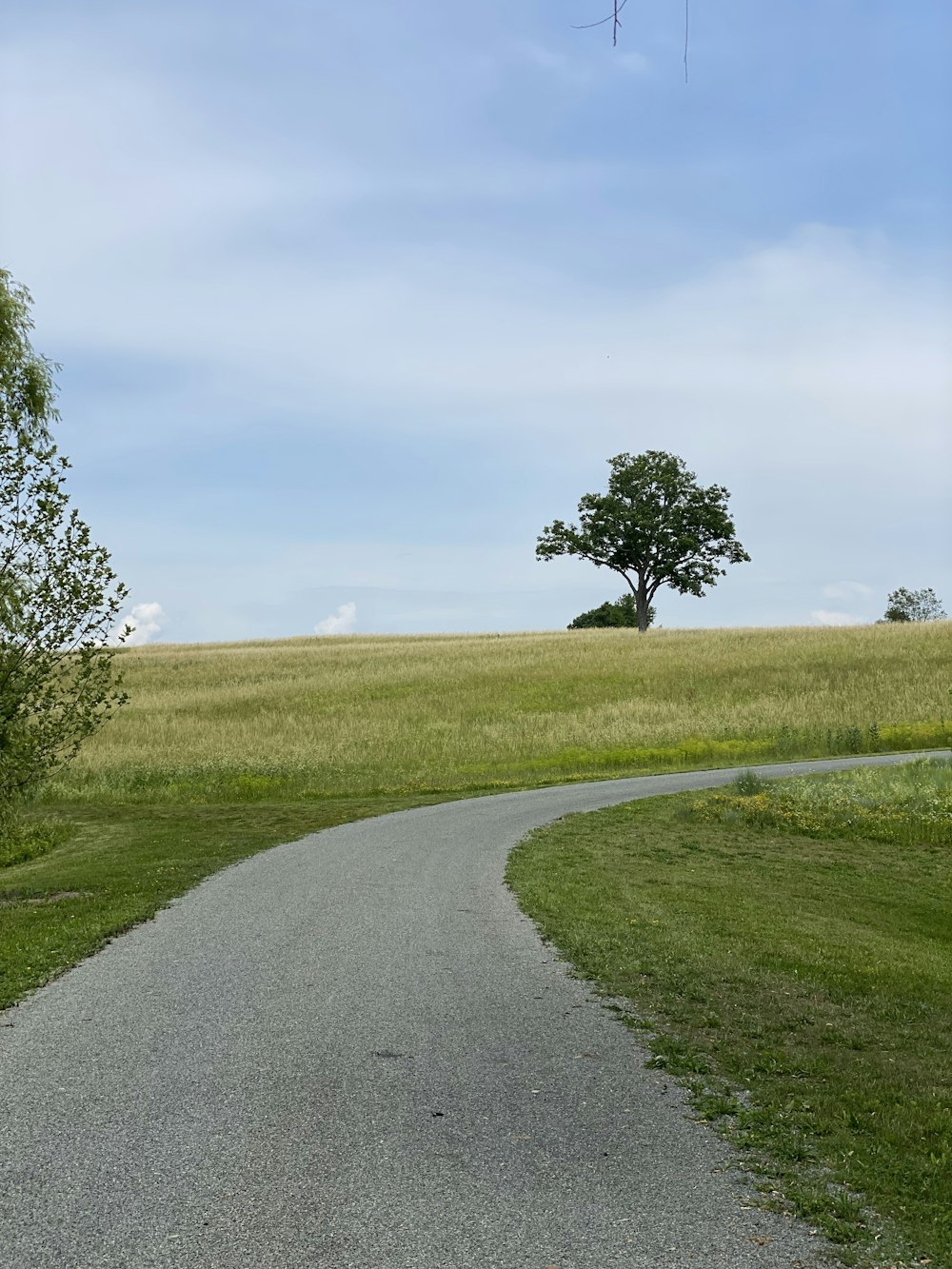 green tree on green grass field under white clouds during daytime