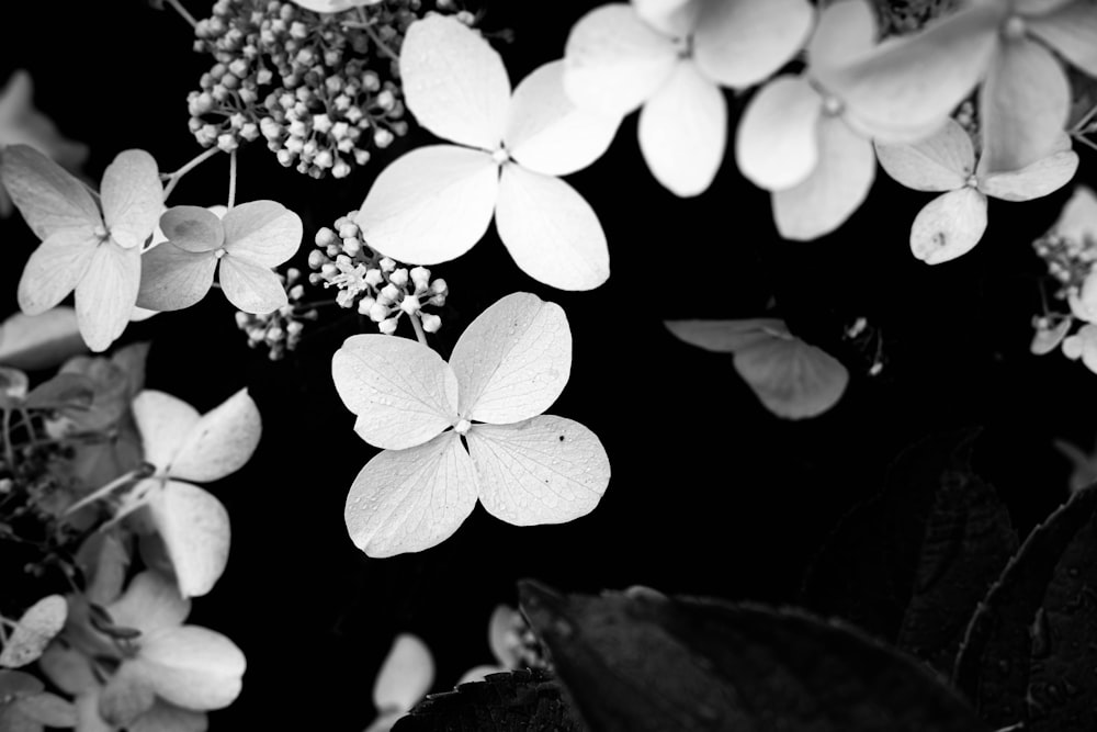 grayscale photo of 5 petaled flower