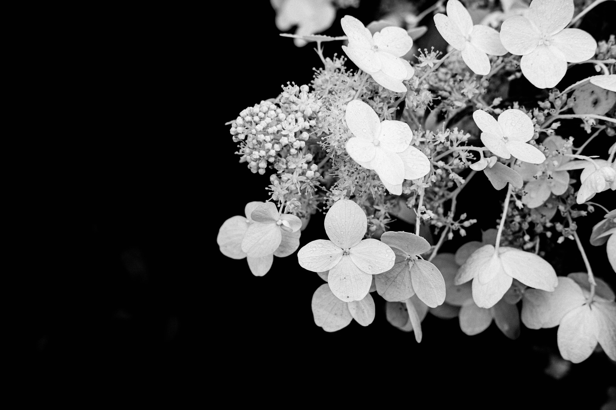 Black and white image of hydrangea flowers.