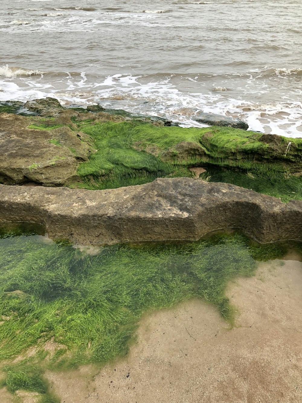 green moss on brown rock formation by the sea during daytime