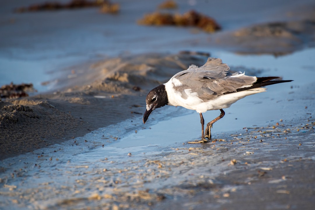 white and black bird on water during daytime