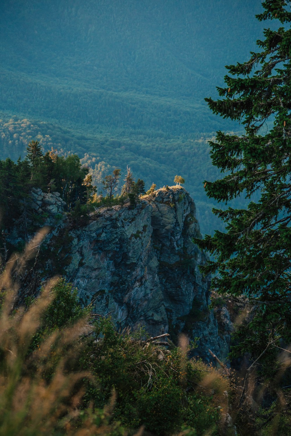 pini verdi sulla montagna rocciosa durante il giorno