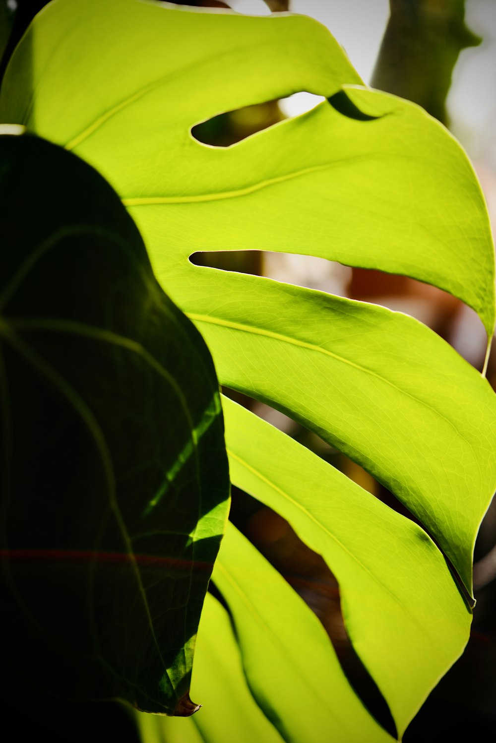 green leaf plant in close up photography