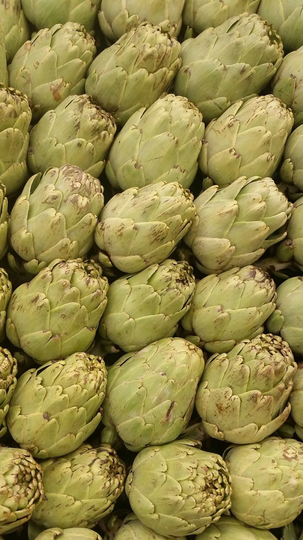 green plant bud in close up photography