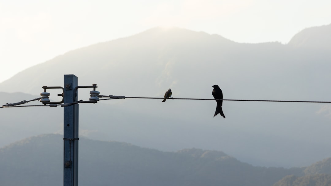 birds on cable wire during daytime