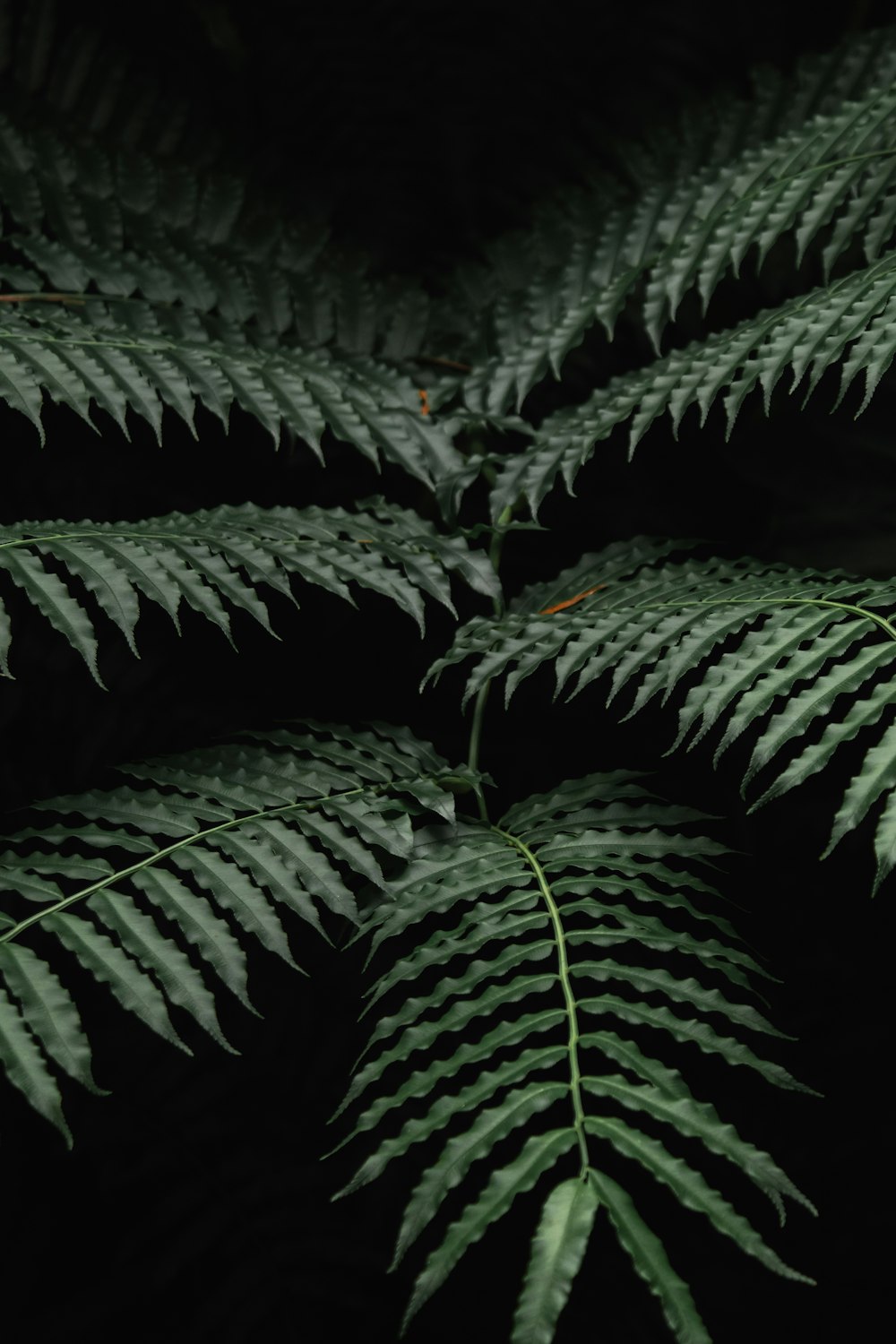 green leaves in close up photography