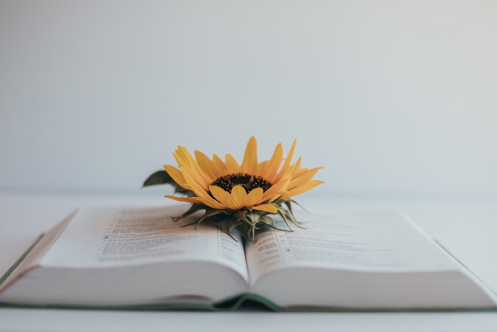 yellow flower on book page