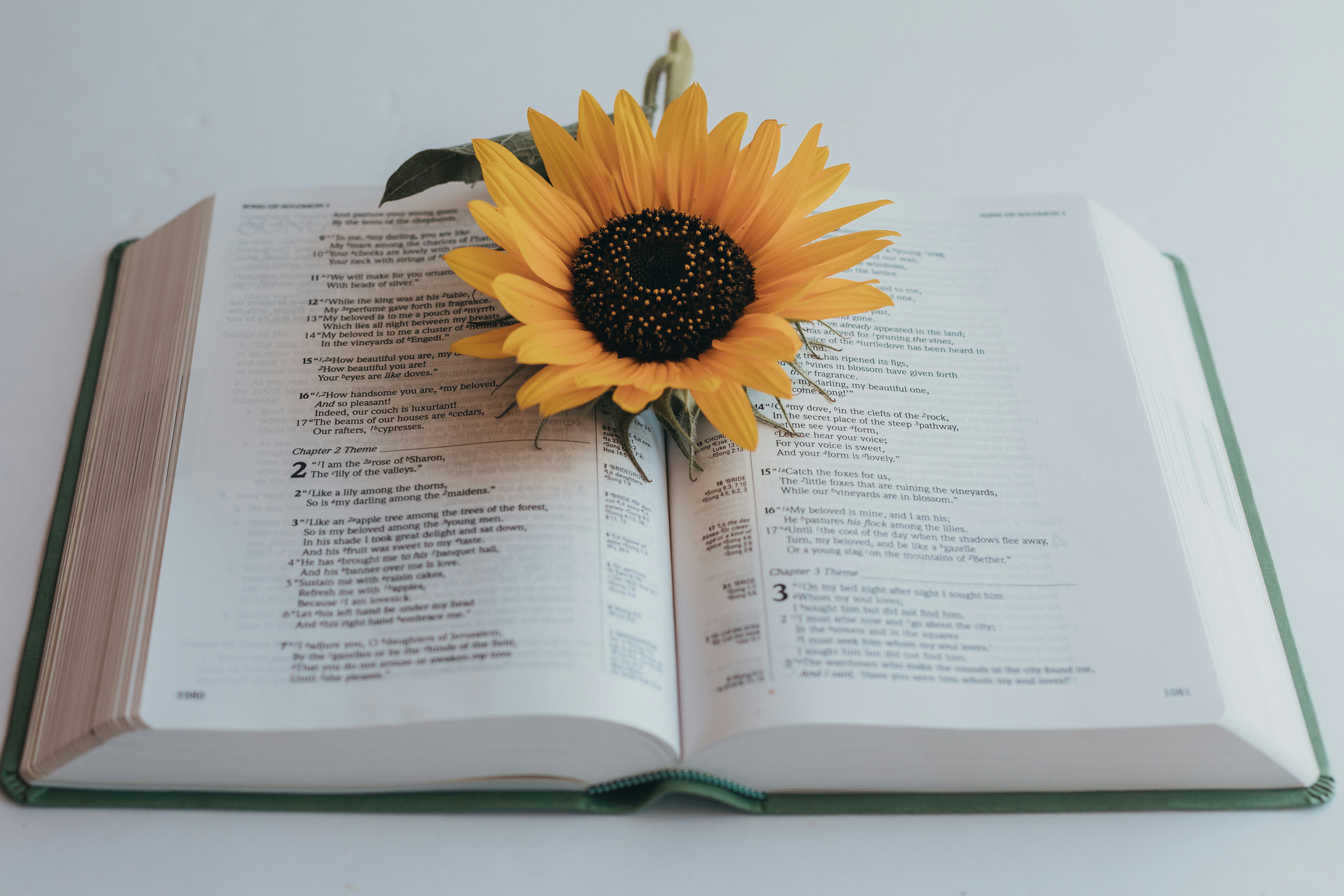 yellow sunflower on book page