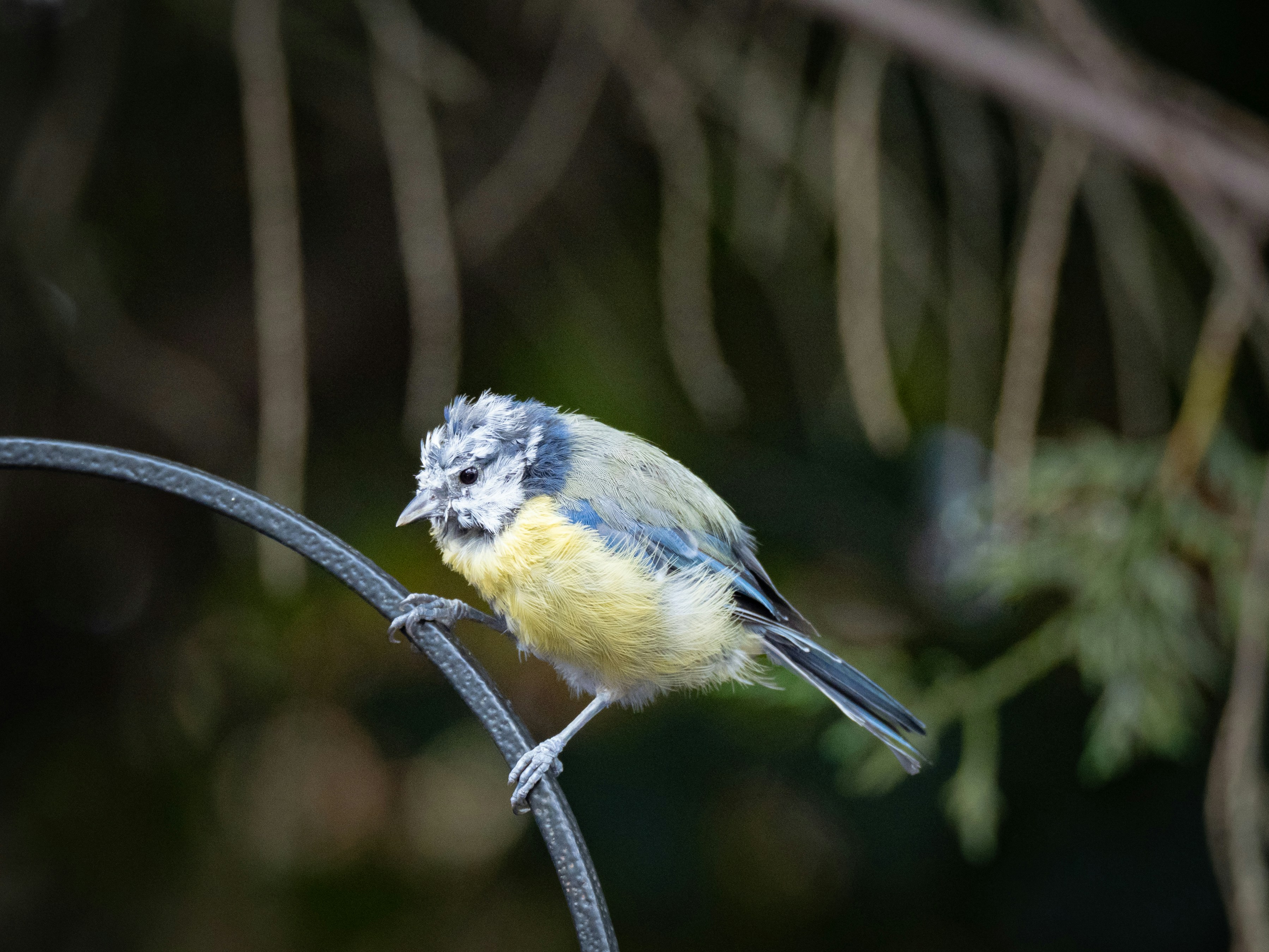 yellow and black bird on black metal bar
