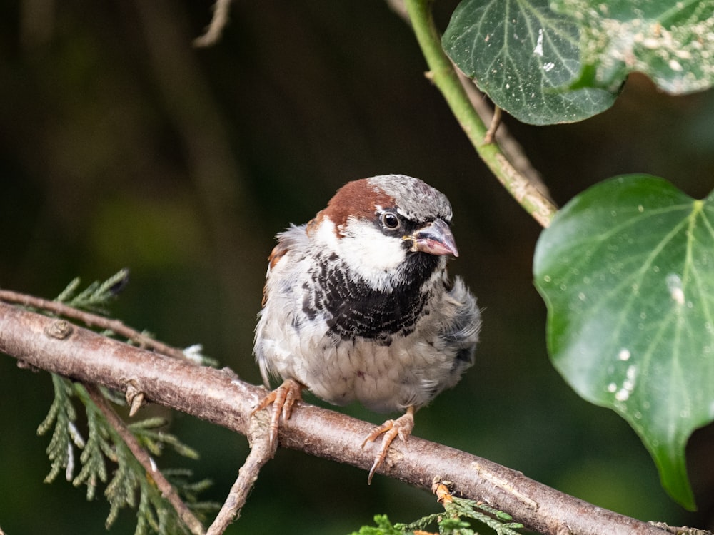 white and brown bird on brown tree branch during daytime