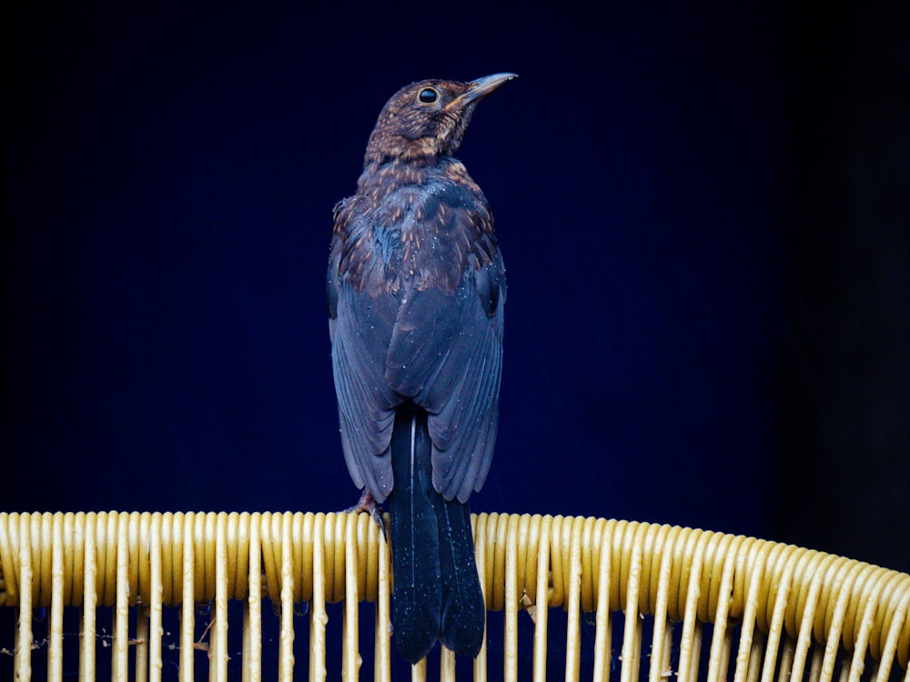 blue and brown bird on brown wooden fence