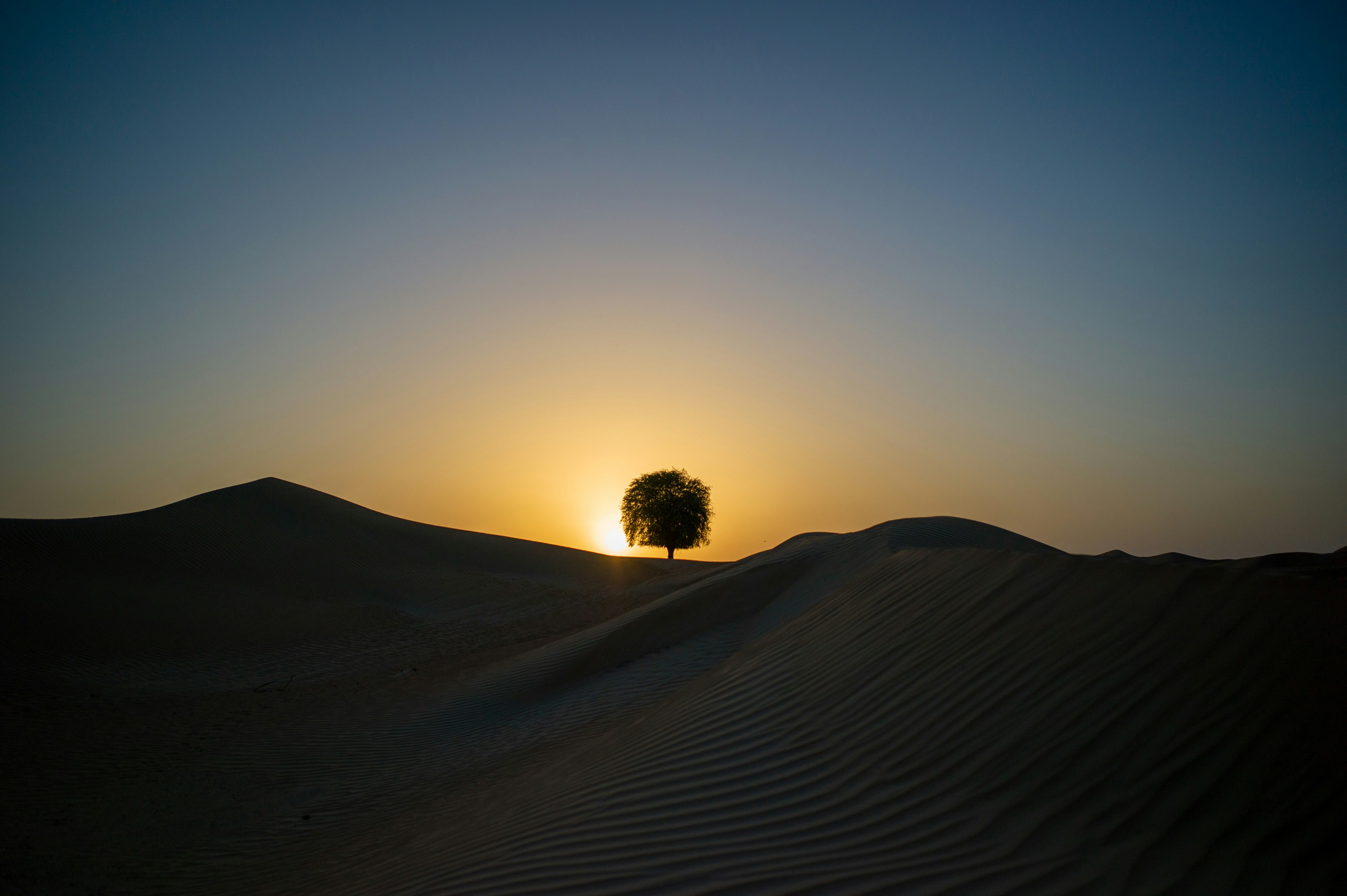 Lone tree silhouette on desert