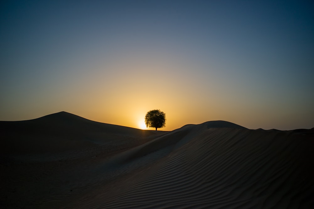 tree in the middle of desert during sunset