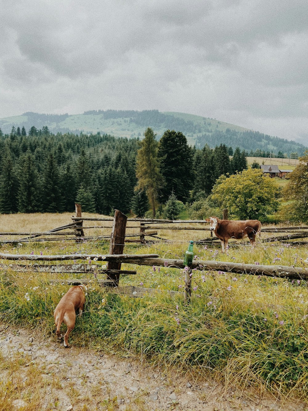 brown cow on green grass field during daytime