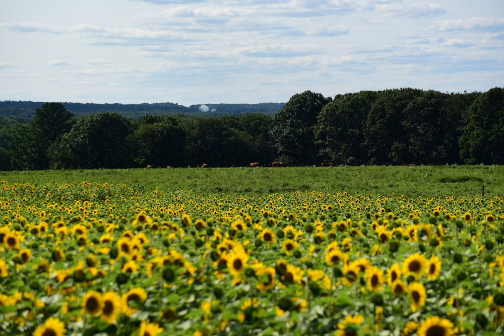 champ de fleurs jaunes pendant la journée