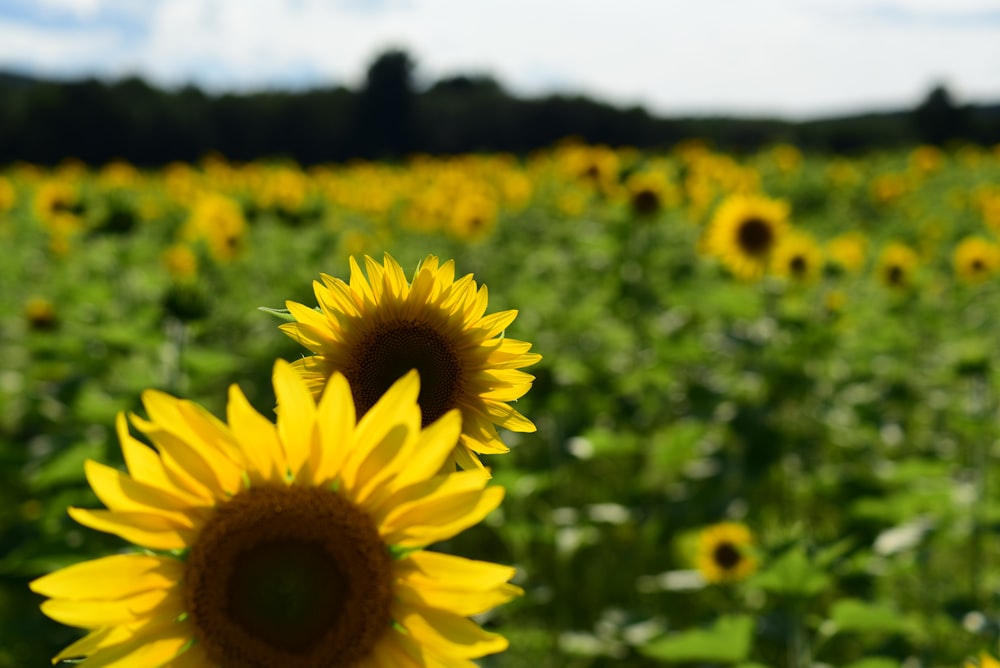 yellow sunflower field during daytime