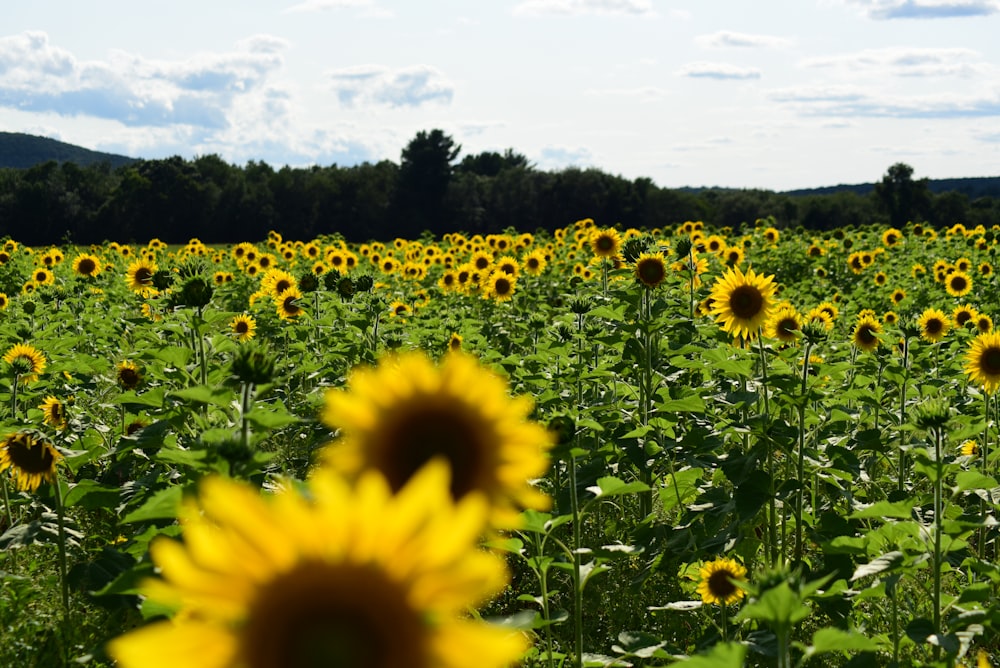 champ de tournesol jaune sous le ciel blanc pendant la journée