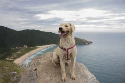 A happy dog wearing a red harness sits confidently on a rocky ledge overlooking a breathtaking coastal landscape. The background features an expansive view of the ocean under a cloudy sky, with lush green hills and a sandy beach.