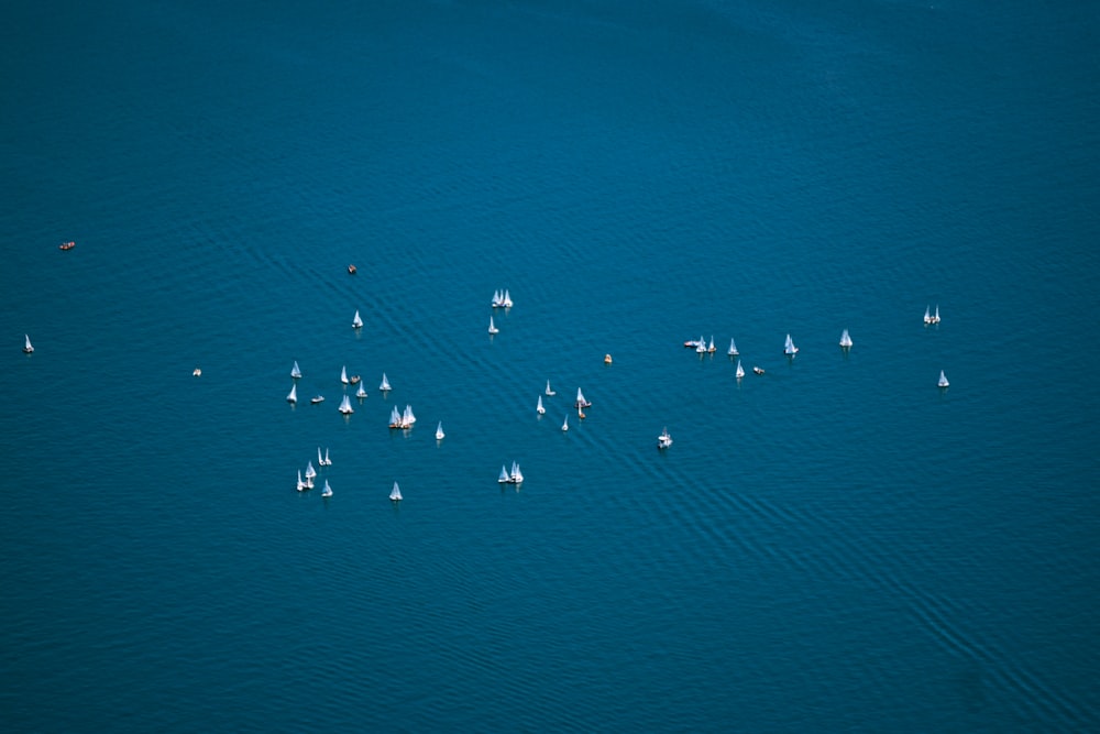 birds flying over the sea during daytime