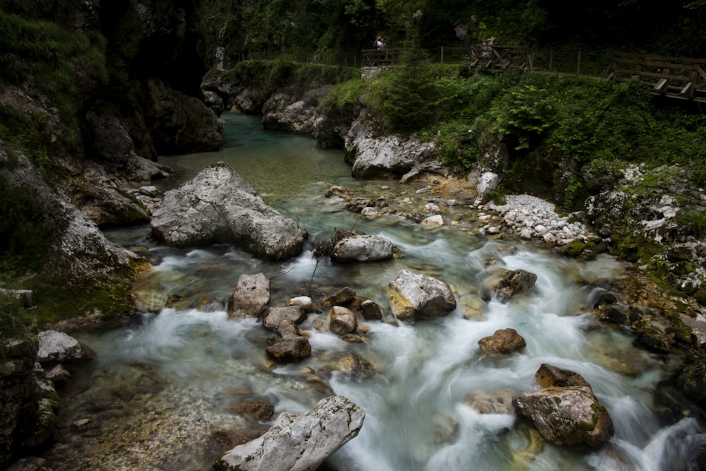 river in the middle of forest during daytime