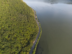 green trees beside body of water during daytime