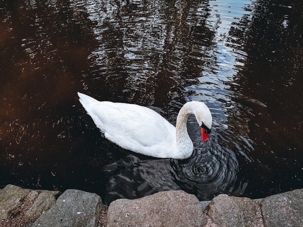 white swan on body of water during daytime