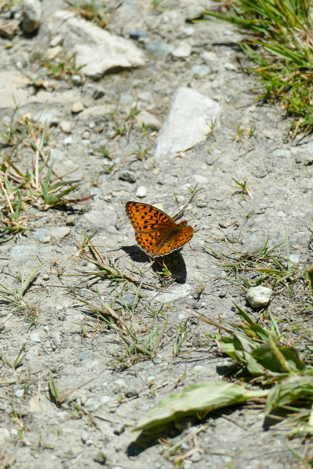 brown and white butterfly on ground during daytime