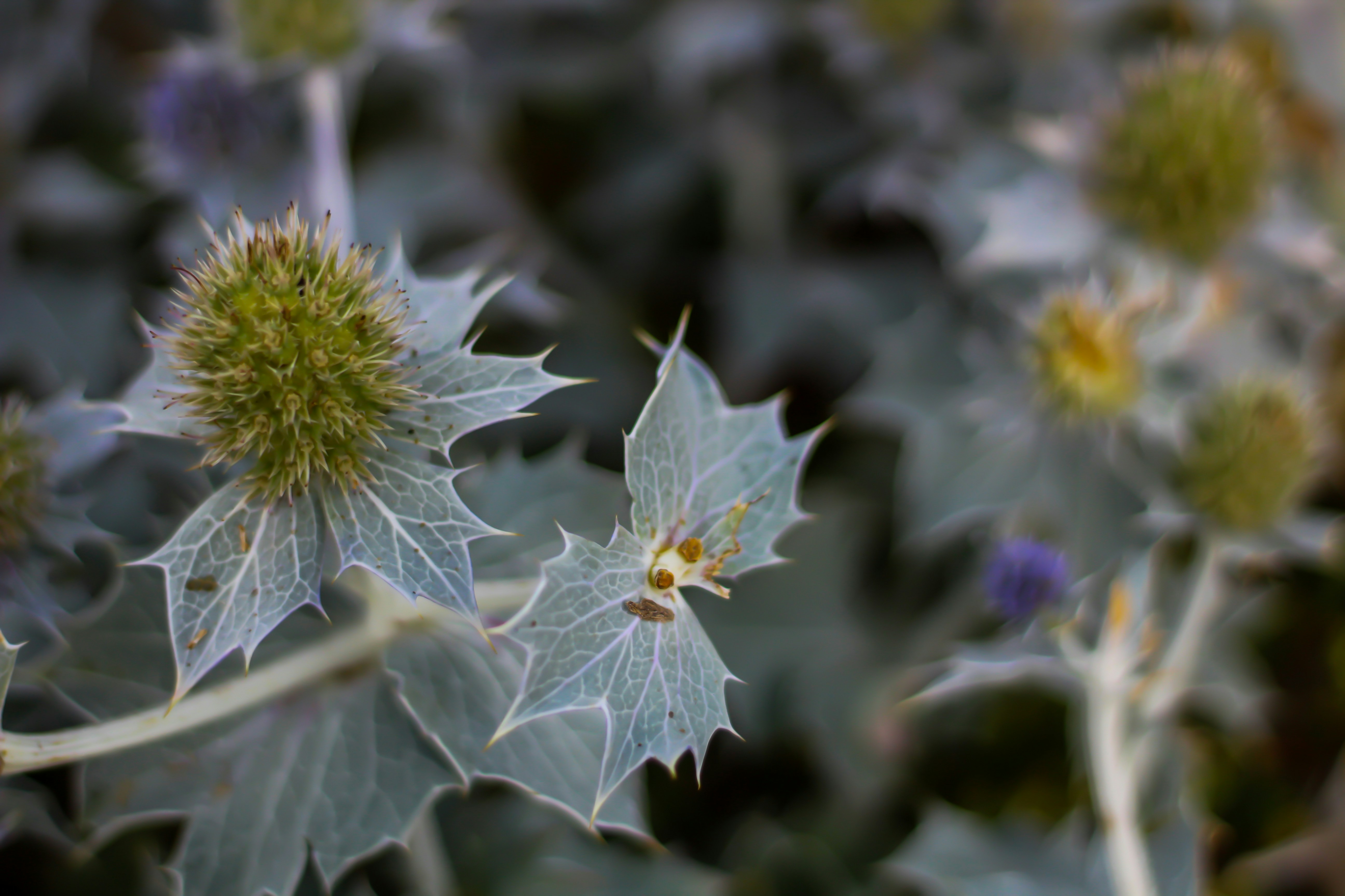 Weiße Blume in Tilt Shift Linse