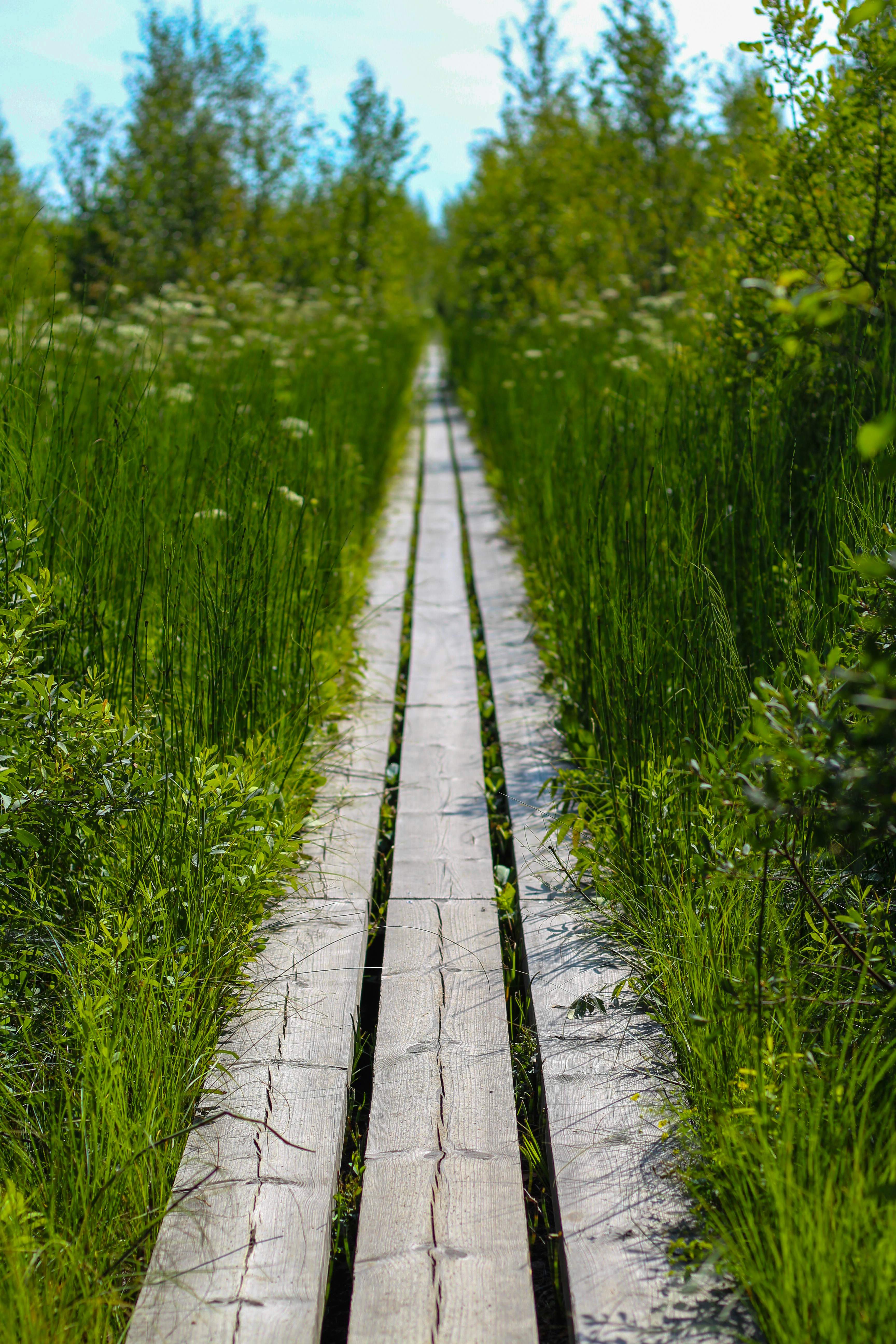 grauer Holzweg zwischen grünem Gras tagsüber
