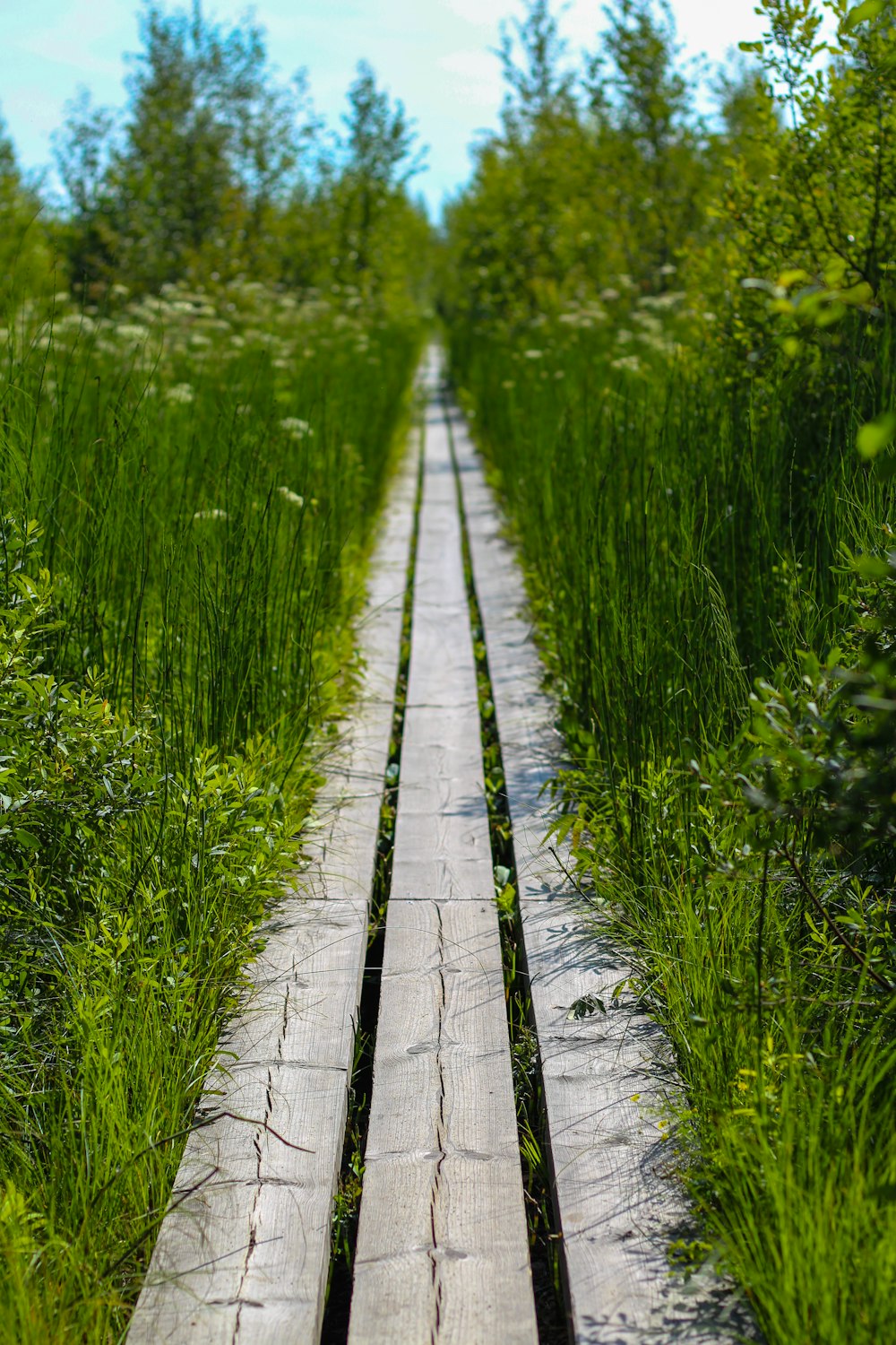 gray wooden pathway between green grass during daytime