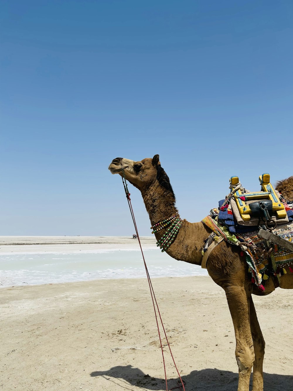 Braunes Kamel auf weißem Sand tagsüber