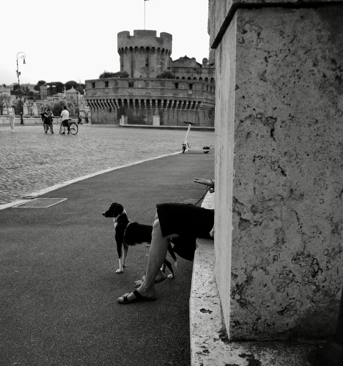 Dog Training Aventura: Condo-Tower Living and the Dogs That Thrive There