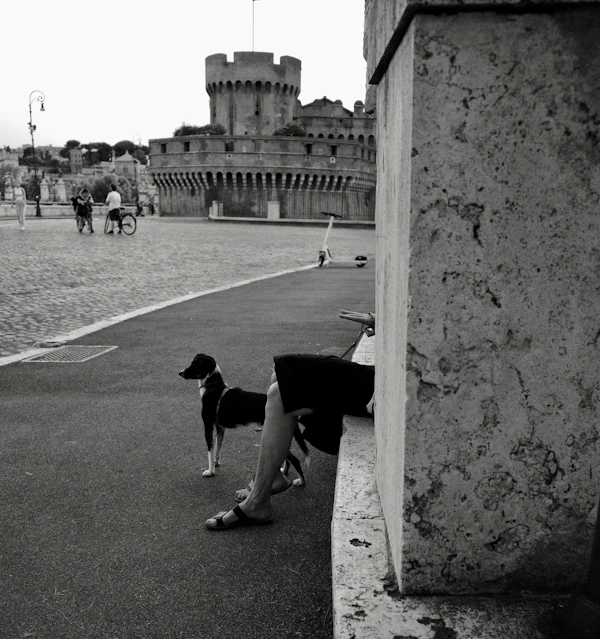 Dog Training Aventura: Condo-Tower Living and the Dogs That Thrive There