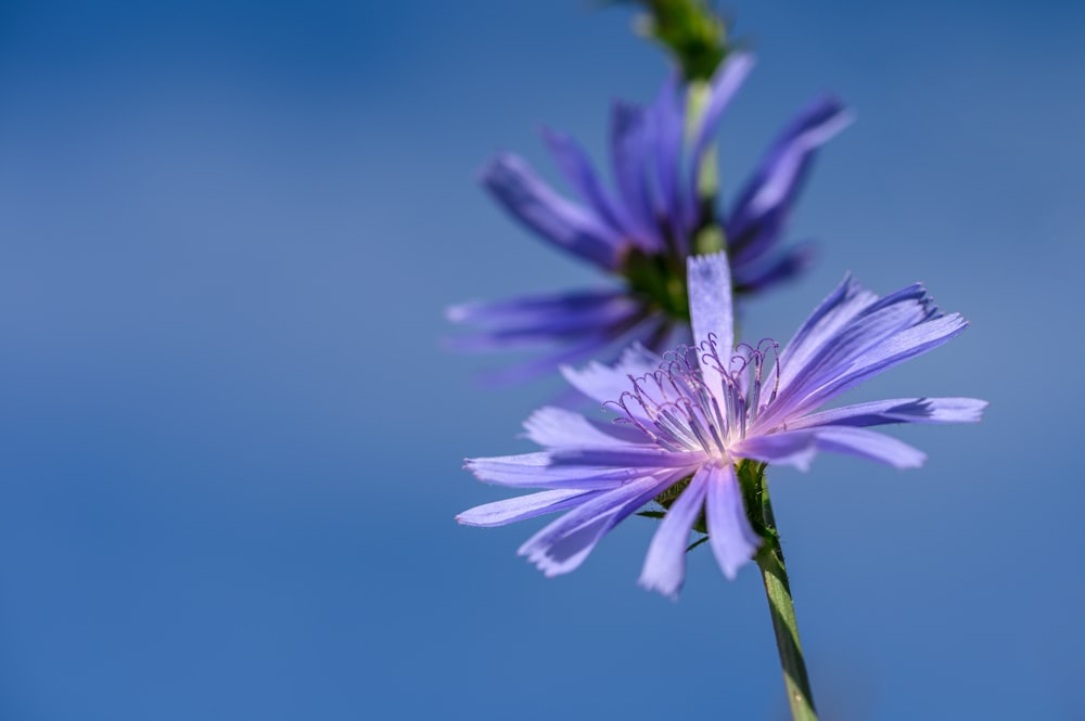 purple flower in macro shot