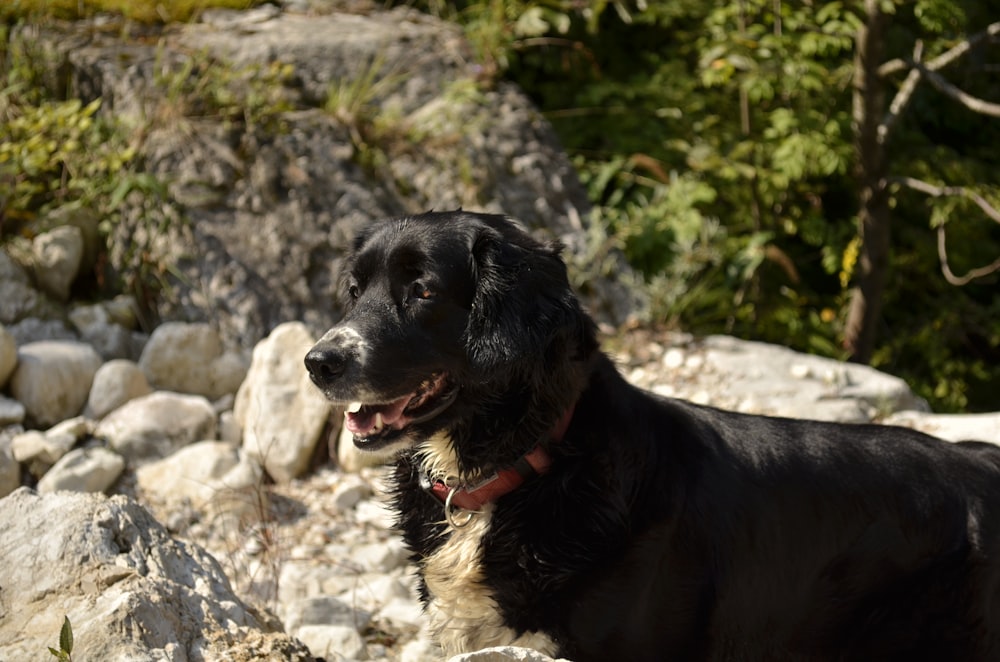 Perro de pelo corto blanco y negro sobre roca gris durante el día