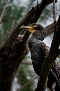 A dark-colored bird with intricate feather patterns is perched on a tree branch. Its sharp, curved beak is prominent against its yellow facial markings, and its piercing eye gives an alert expression. The background is blurred foliage, creating a natural, woodland setting.