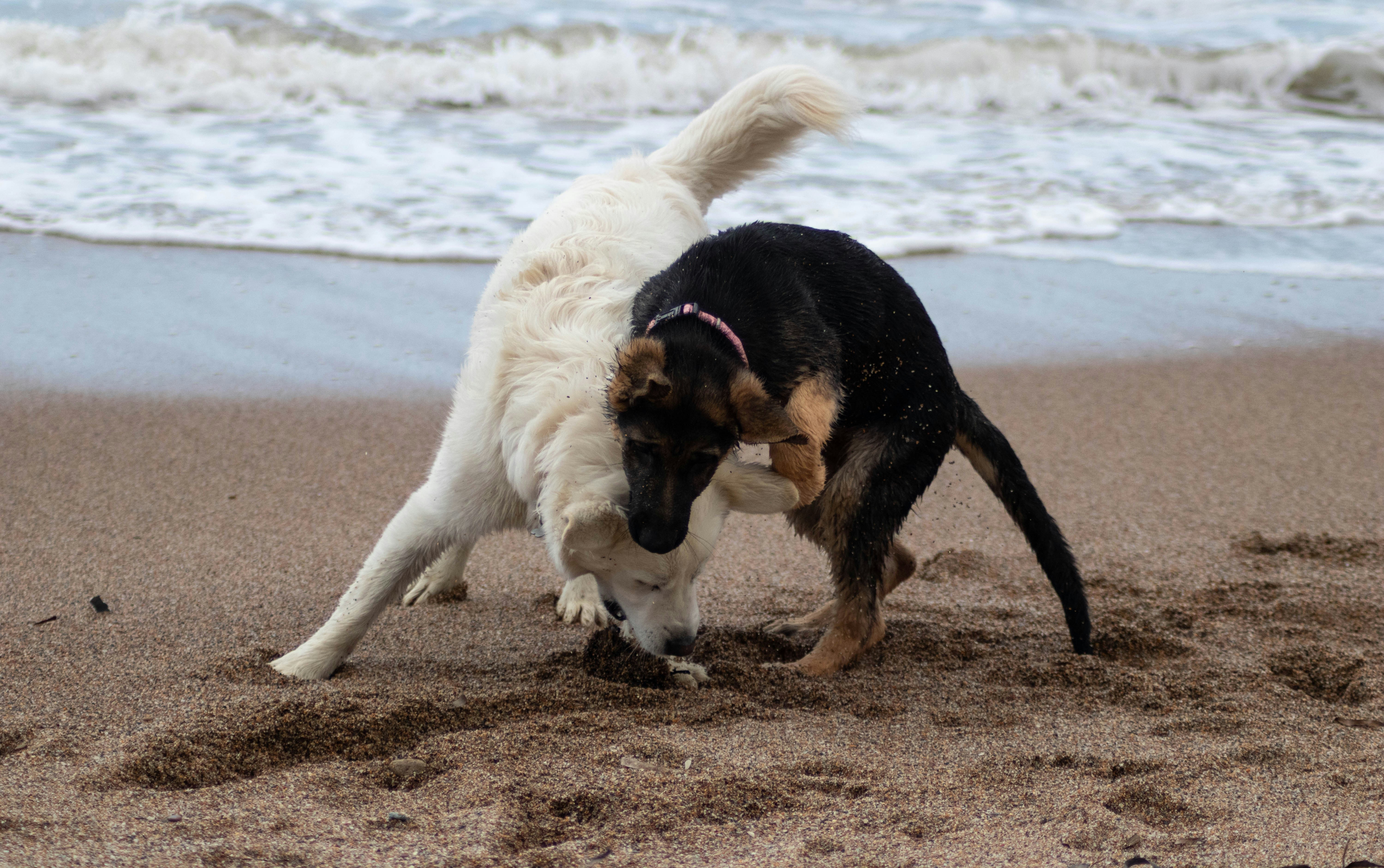 Two dogs playing on beach sand