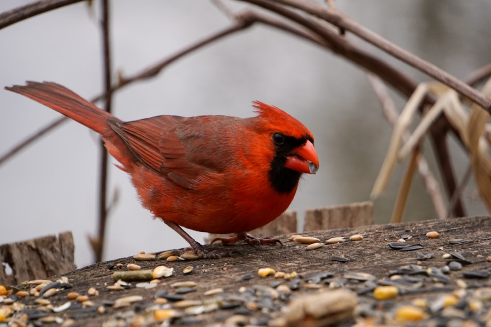 red and black bird on tree branch