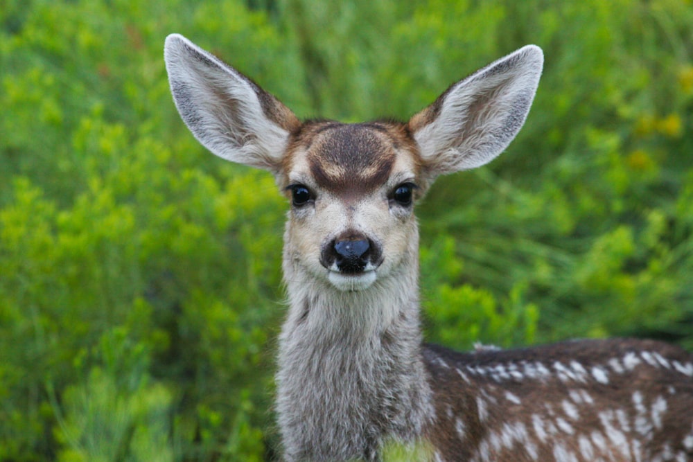 brown and white deer in green grass during daytime