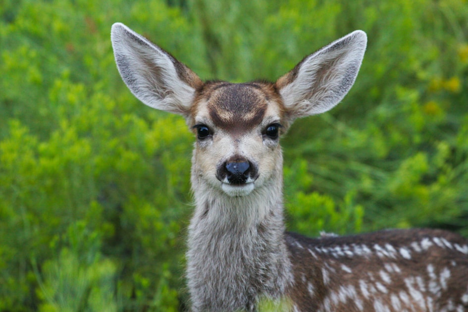 Mule deer buck in velvet on high alpine terrain in Colorado