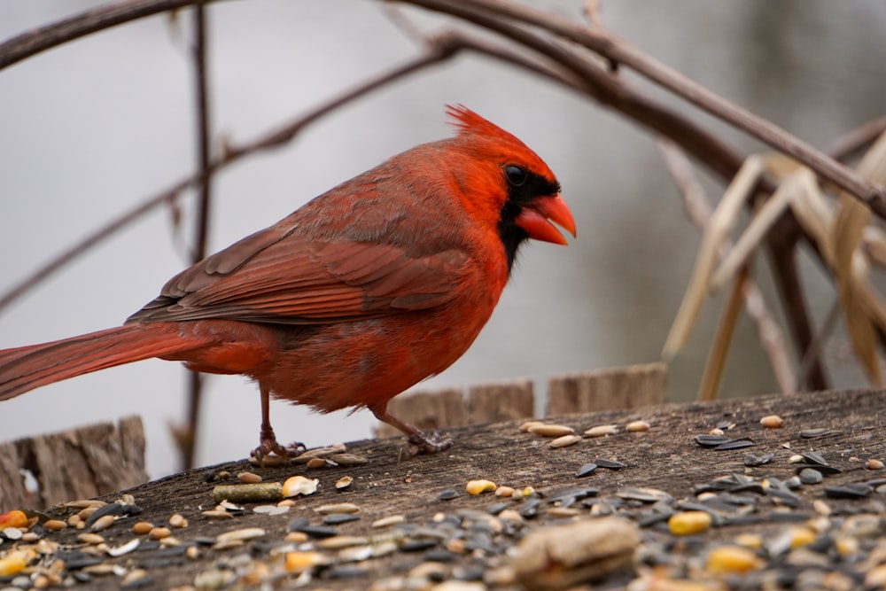 red and black bird on gray concrete pavement