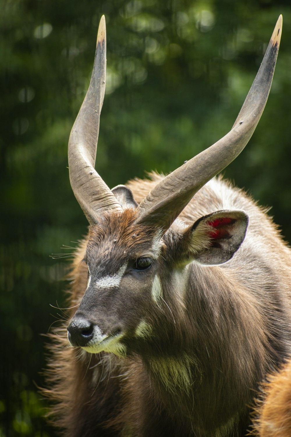 brown and white deer in green grass during daytime