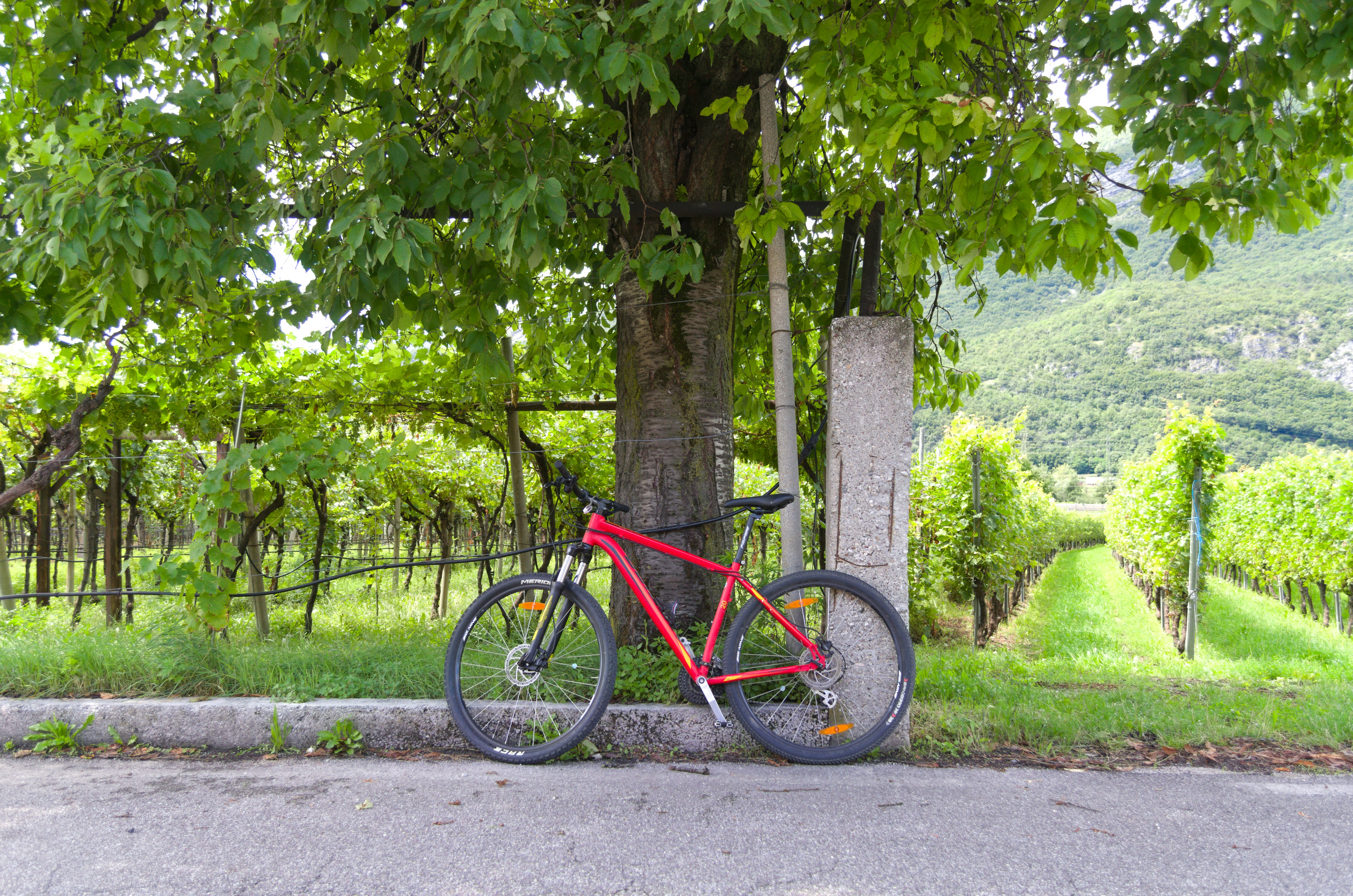 red and black mountain bike parked beside green tree during daytime